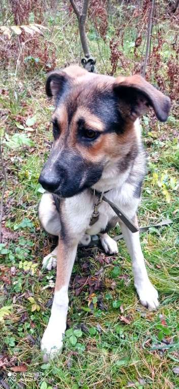 Собаки в Москве: Молодой пес Форест ищет семью. Мальчик, Бесплатно - фото 5