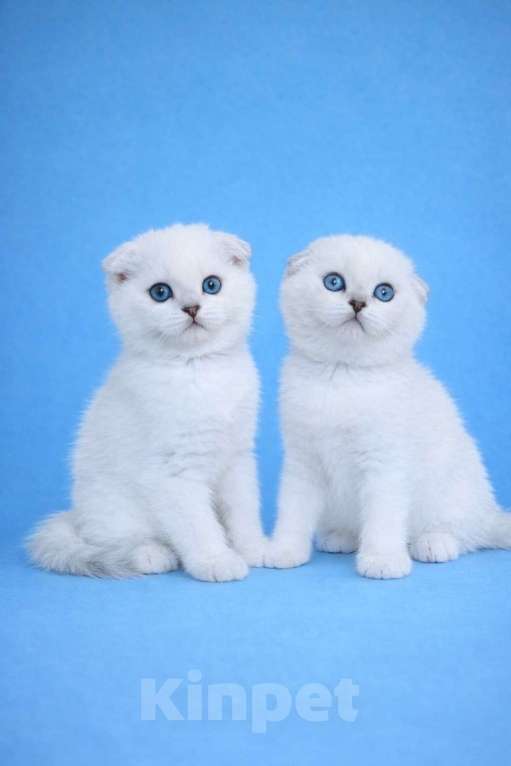 Кошки в Миассе: Девочка скоттиш фолд голубоглазка Девочка, 25 000 руб. - фото 4