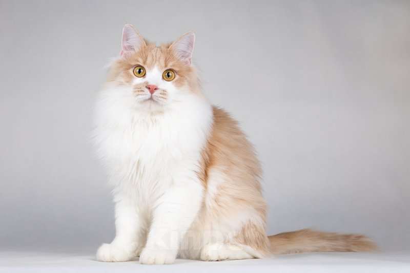 Кошки в Москве: Пирожок - котик, который улыбается. Мальчик, Бесплатно - фото 5