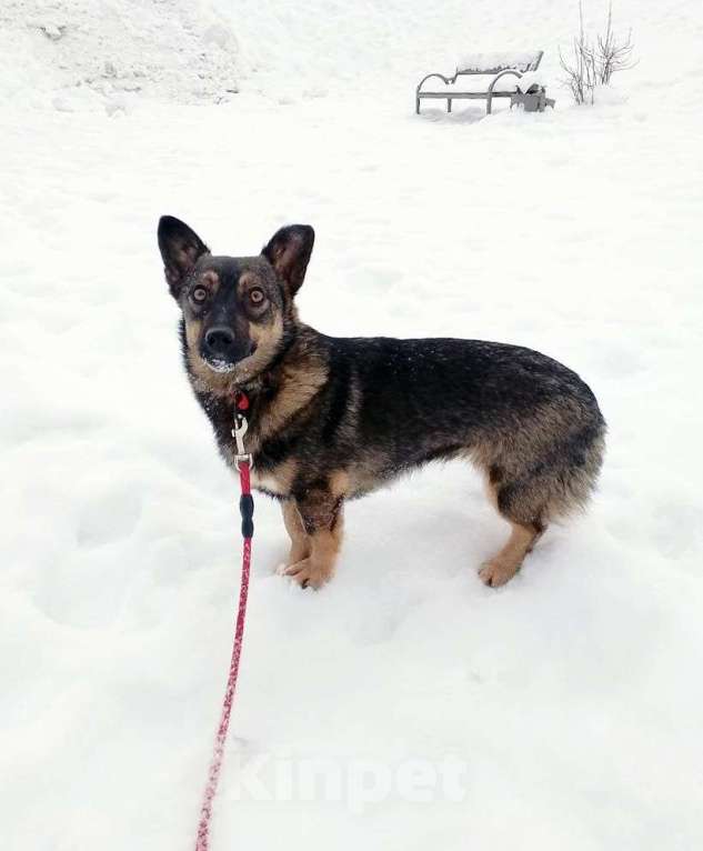 Собаки в Санкт-Петербурге: Совсем маленькая собачка, 7 кг Девочка, Бесплатно - фото 1