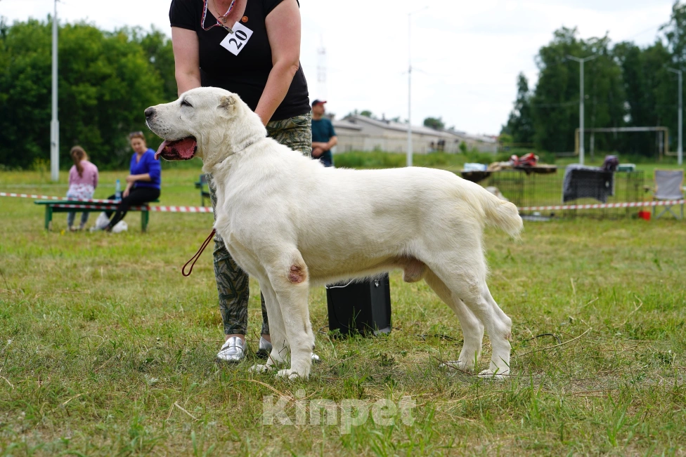 Собаки в Екатеринбурге: Представлю щенка Мальчик, 70 000 руб. - фото 4