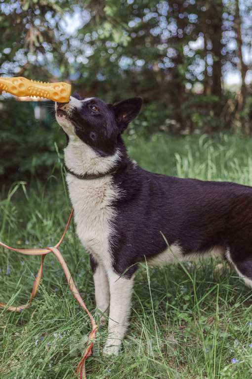 Собаки в Клине: Гелик — классный пёс Мальчик, Бесплатно - фото 5