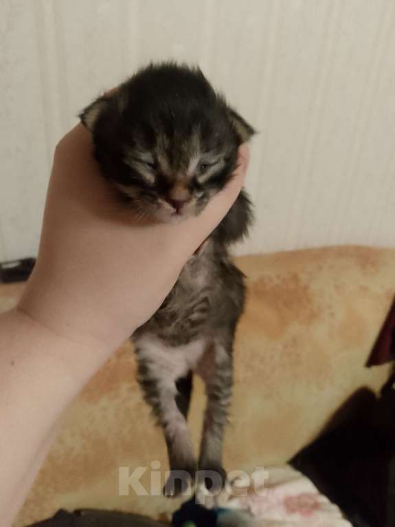 Кошки в Кирове: Розовый (оранжевый) Мальчик, 2 500 руб. - фото 2