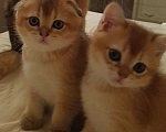 Кошки в Можайске: Котята Скоттиш фолд/страйт Разнополые, Бесплатно - фото 3