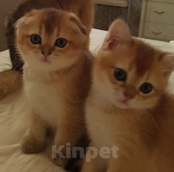 Кошки в Можайске: Котята Скоттиш фолд/страйт Разнополые, Бесплатно - фото 3