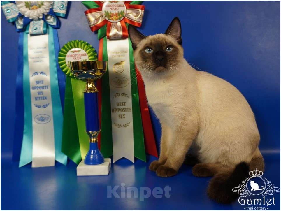 Кошки в Москве: Тайский котик Max Gamlet сил-пойнт  Мальчик, 70 000 руб. - фото 3