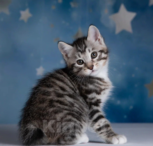 Кошки в других городах Московской области: Котик короткошерстный Мальчик, 50 000 руб. - фото 8