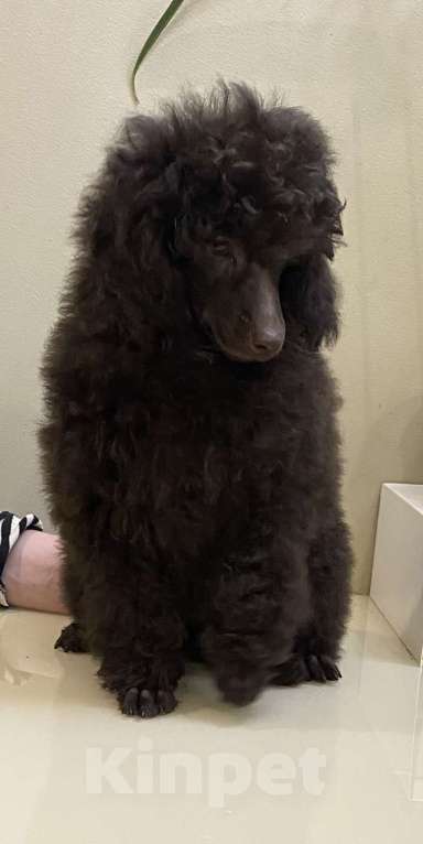 Собаки в Москве: Коричневый щенок пуделя Мальчик, 100 000 руб. - фото 7