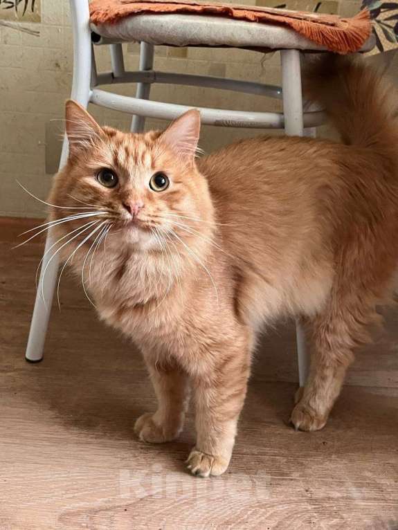 Кошки в Саратове: Рыжик Маркиз в добрые руки Мальчик, 10 руб. - фото 2