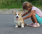 Собаки в Одинцово: Вельш Корги Пемброк Мальчик, 45 000 руб. - фото 4