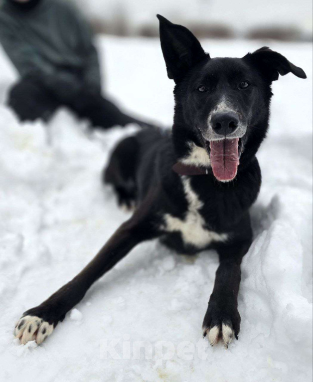 Собаки в Королеве: Разрешите представить красавчика Добби! Мальчик, Бесплатно - фото 2