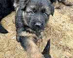 Собаки в Йошкаре-Оле: Чистокровные щенки немецкой длинношерстной овчарки. Мальчик, 12 000 руб. - фото 2