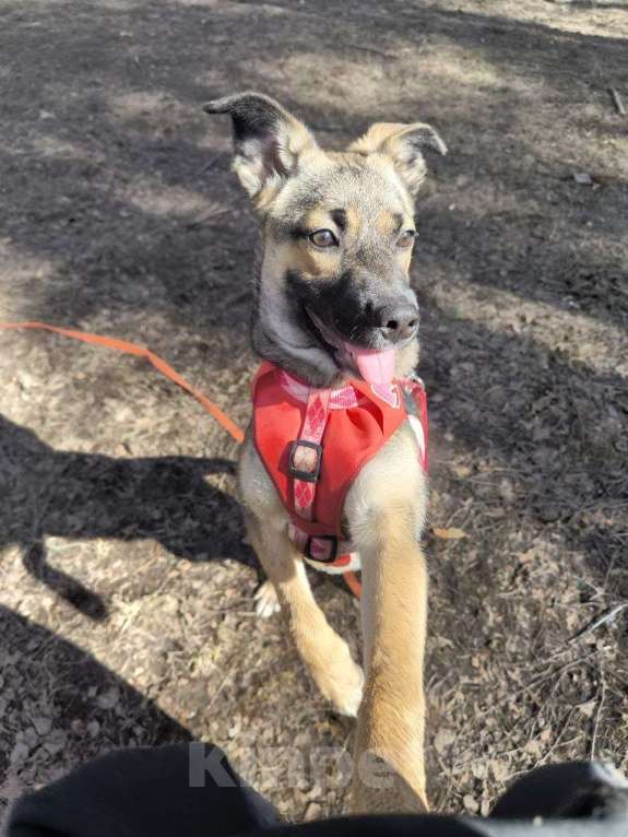 Собаки в Ногинске: Щенок ищет дом Девочка, Бесплатно - фото 7