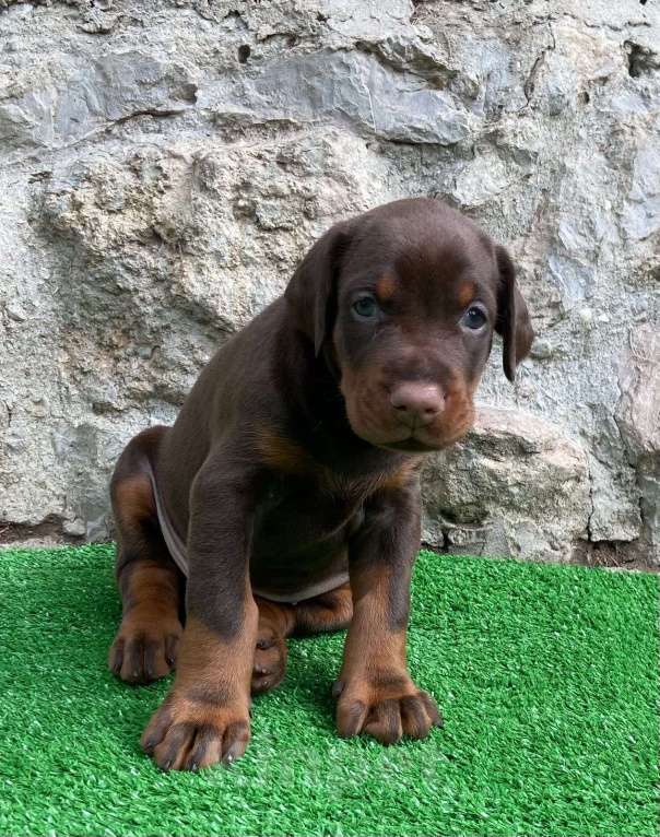 Собаки в других городах Московской области: Щенки добермана Мальчик, 100 000 руб. - фото 4