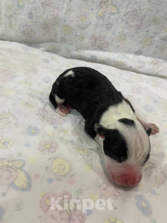 Собаки в Мурманске: Щенки стаффа, РКФ Девочка, Бесплатно - фото 3