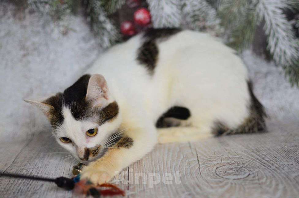 Кошки в Москве: Ириска в поиске дома Девочка, Бесплатно - фото 4