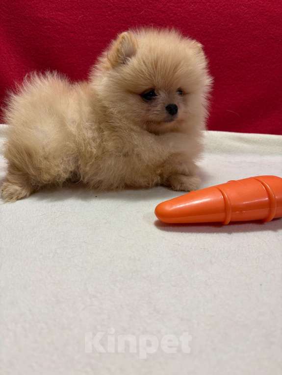 Собаки в Москве: Померанский  шпиц-  Мальчик Мальчик, 30 000 руб. - фото 2