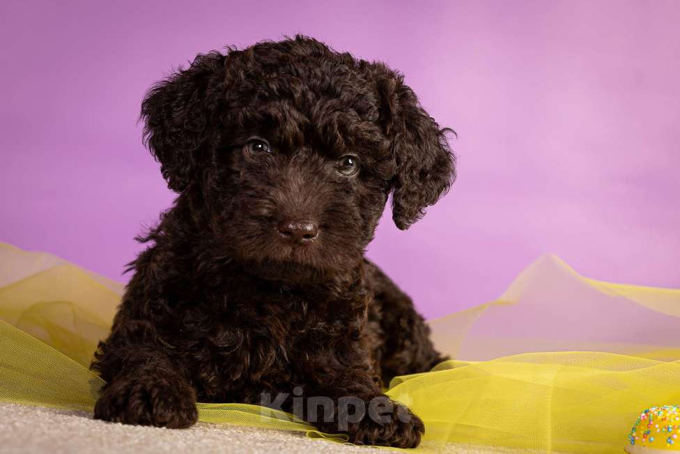 Собаки в Москве: ESMIRON Мальчик, 150 000 руб. - фото 8