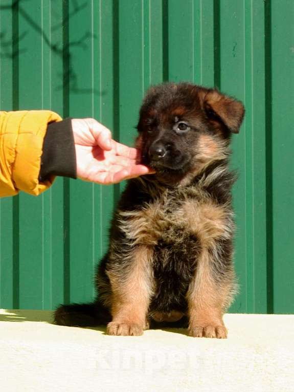Собаки в других городах Московской области: Щенок немецкой овчарки Девочка, 60 000 руб. - фото 3