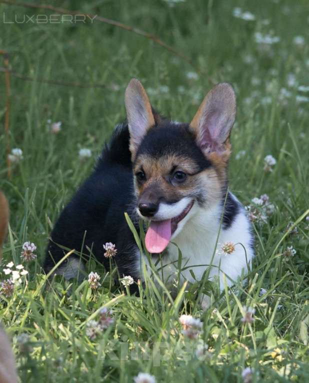Собаки в Санкт-Петербурге: Щенки ЛЮКСБЕРРИ  Девочка, 70 000 руб. - фото 3