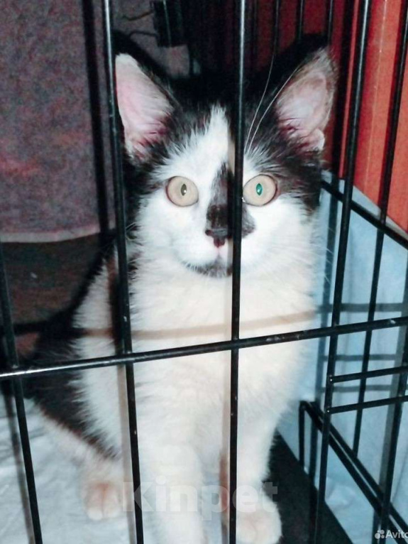 Кошки в других городах Московской области: Крошка Эли ищет семью Девочка, Бесплатно - фото 4