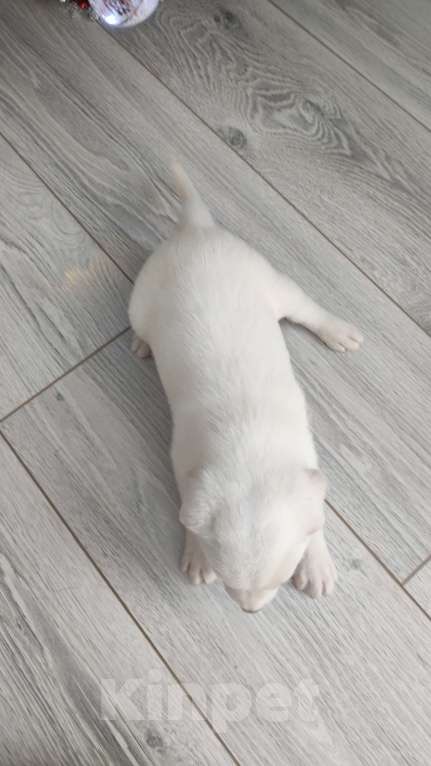 Собаки в Липецке: Бордер колли митис (Мишка) Мальчик, 15 000 руб. - фото 2