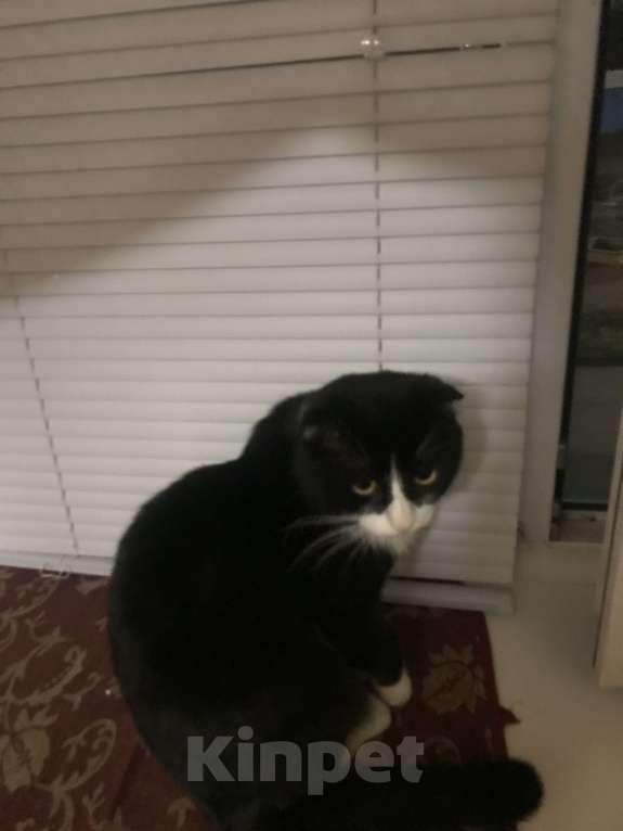 Кошки в Менделеевске: Потерялся кот Мальчик, Бесплатно - фото 2