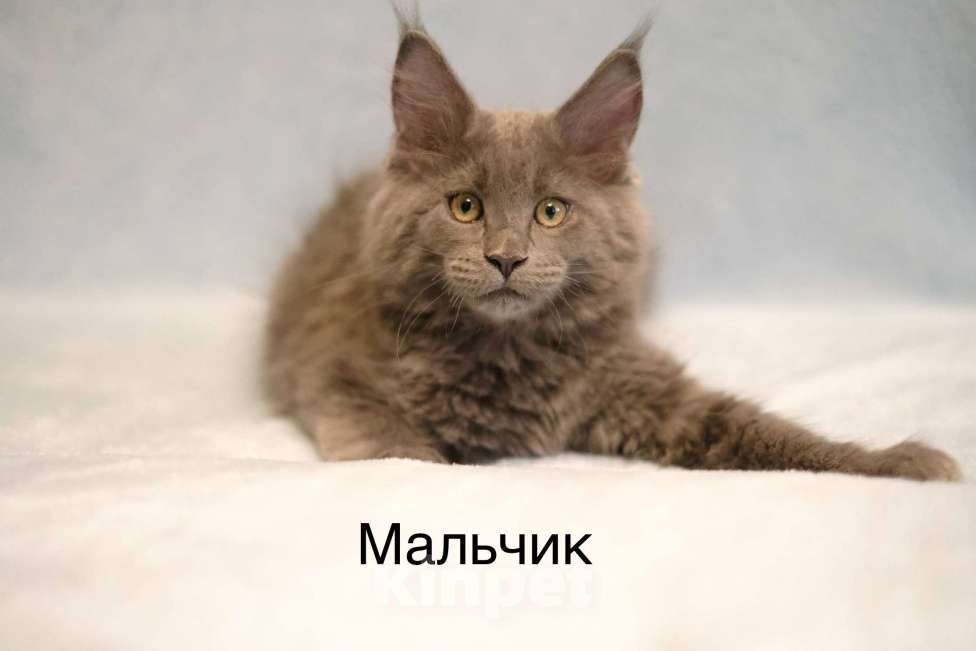 Кошки в Москве: Котенок мейн-кун Мальчик, 35 000 руб. - фото 1