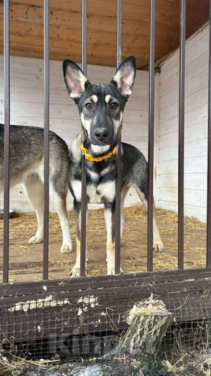 Собаки в Люберцах: Ласковая девочка Девочка, Бесплатно - фото 5