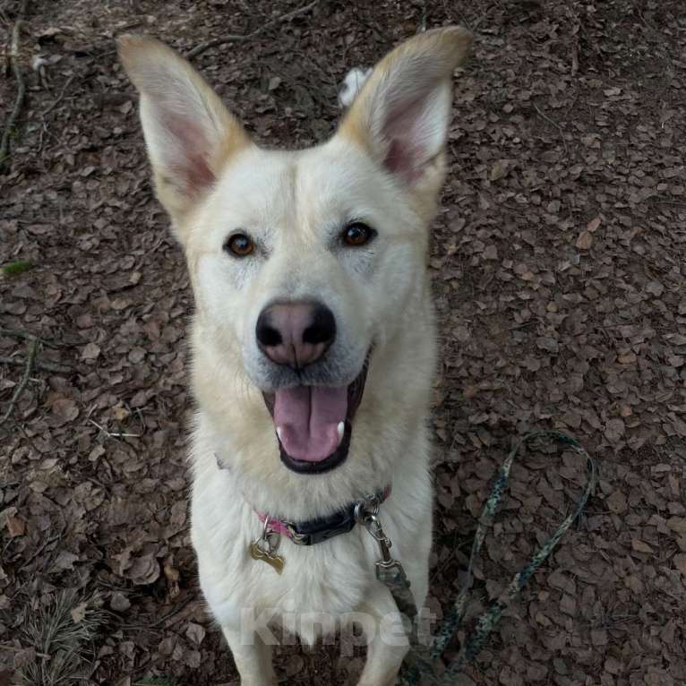 Собаки в Москве: Реми Мальчик, Бесплатно - фото 3