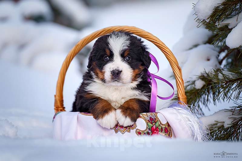 Собаки в Волоколамске: Бернский Зенненхунд, питомник РКФ. Девочка, Бесплатно - фото 10