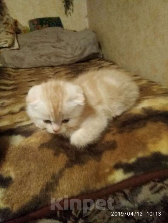 Кошки в Твери: продается котенок Мальчик, 10 000 руб. - фото 3