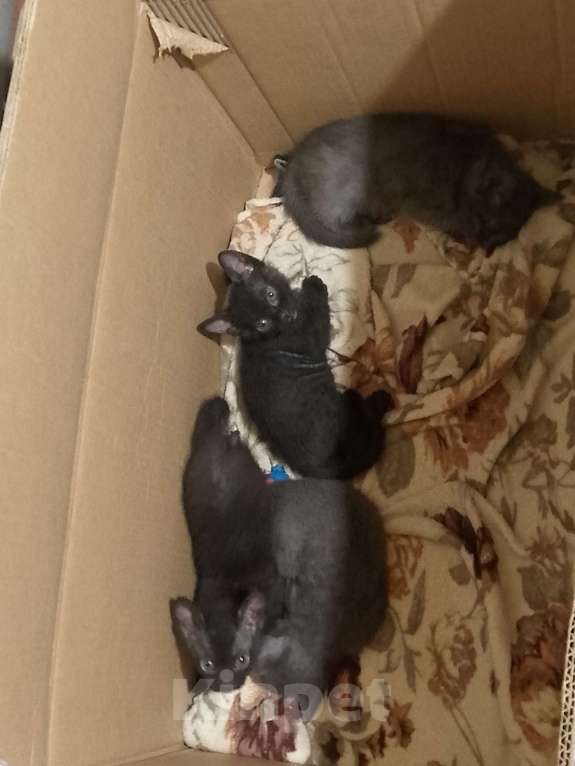 Кошки в Ростове-на-Дону: Котик Мальчик, Бесплатно - фото 3