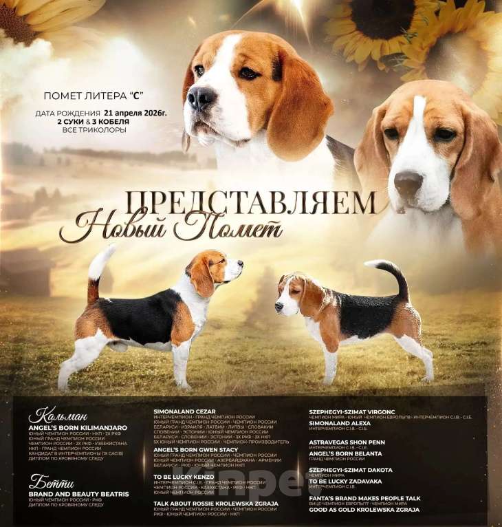 Собаки в Ярославле: Щенки бигль Девочка, 45 000 руб. - фото 1
