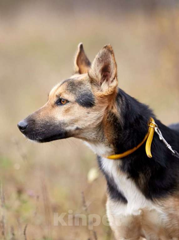 Собаки в Москве: Джеки. Хрупкая девочка Девочка, 1 руб. - фото 3