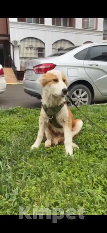Собаки в других городах Московской области: Балу ищет дом Мальчик, 1 000 руб. - фото 2