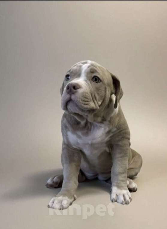 Собаки в Казани: Продажа Разнополые, Бесплатно - фото 3