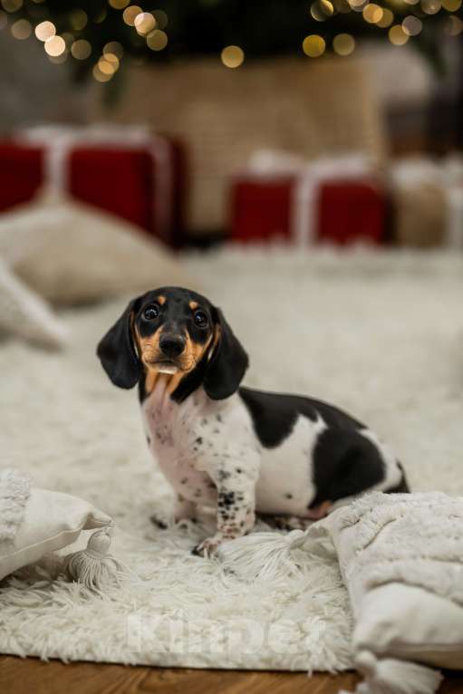 Собаки в других городах Московской области: Кроличья такса, пайнболд, Американский окрас Девочка, 220 000 руб. - фото 1