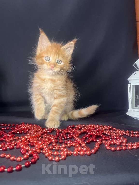 Кошки в Ярославле: Кот Мальчик, 60 000 руб. - фото 3