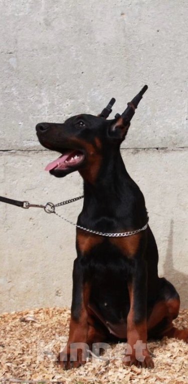 Собаки в Чехове: Великолепная, купированная девочка добермана Девочка, 90 000 руб. - фото 2