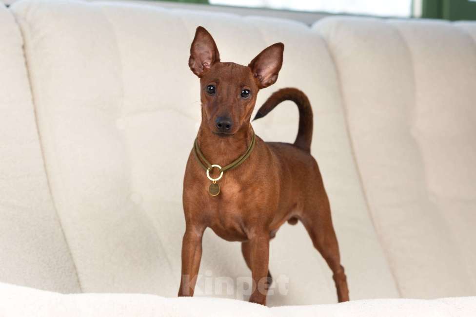 Собаки в Санкт-Петербурге: Щенки цвергпинчера Мальчик, 65 000 руб. - фото 4