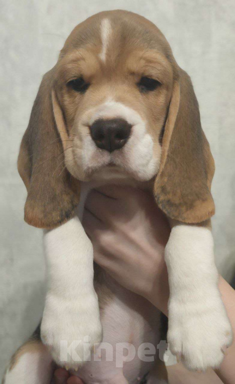 Собаки в Котласе: Щенки бигля Мальчик, 50 000 руб. - фото 1