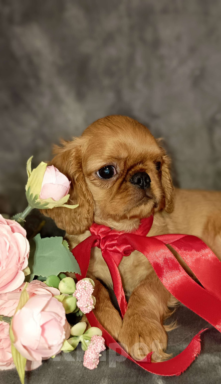 Собаки в Москве: Кортни Девочка, 55 000 руб. - фото 2