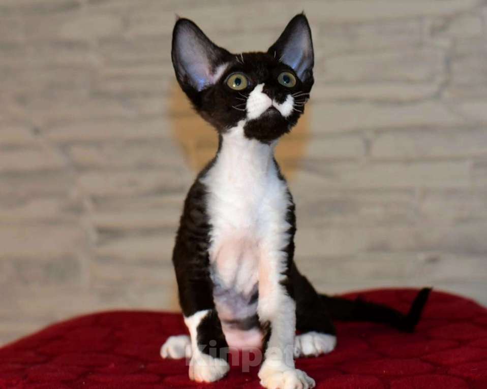 Кошки в Москве: Девочка в окрасе черный биколор Девочка, 50 000 руб. - фото 2