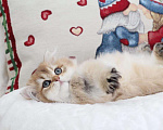 Кошки в Москве: Длинношерстный котенок. Красивый мальчик Мальчик, 100 000 руб. - фото 5