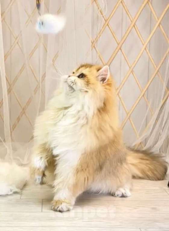 Кошки в Москве: Британский котенок с длинной шерстью Мальчик, 120 000 руб. - фото 1