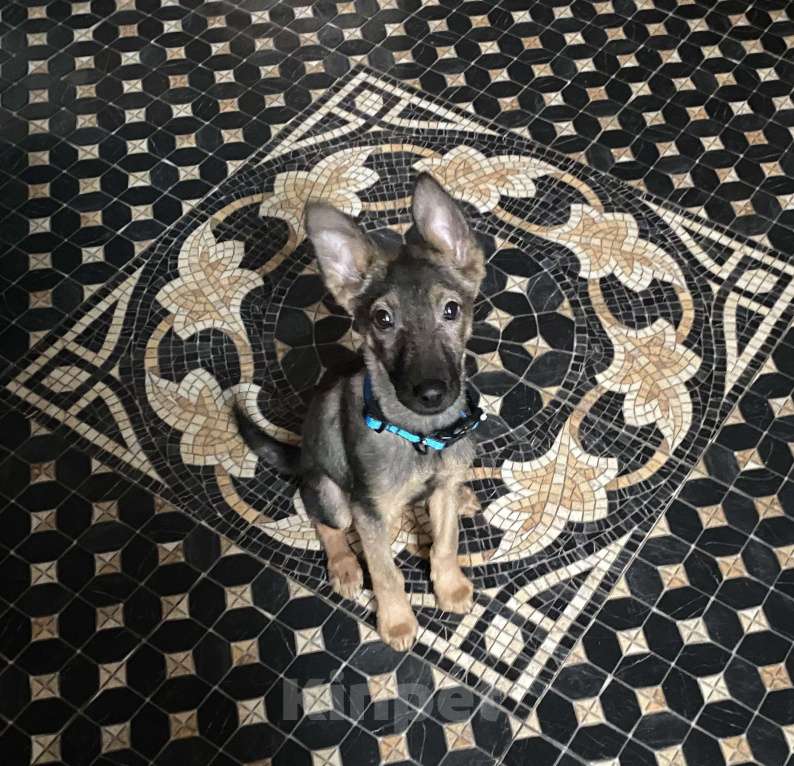 Собаки в Москве: Я Марсик - мечта Мальчик, Бесплатно - фото 1