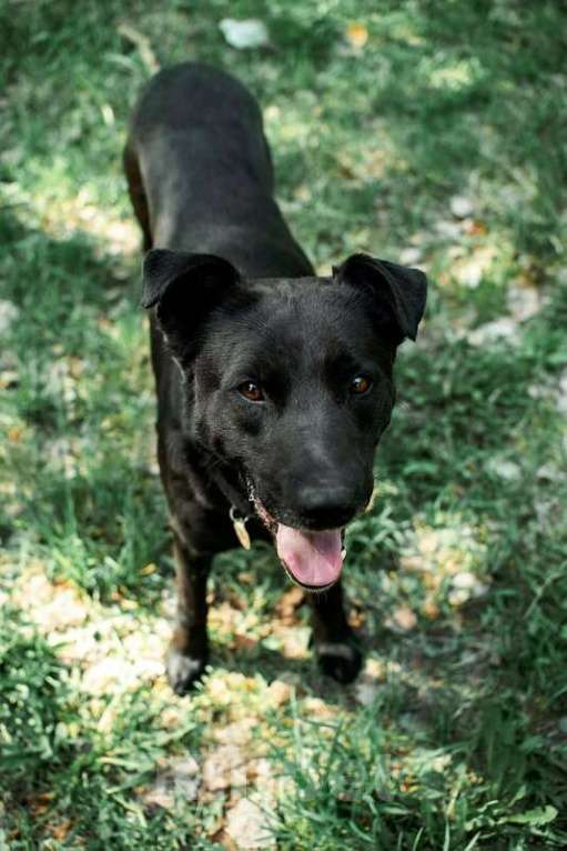 Собаки в Воронеже: Добрый пес Дрэйк в добрые руки. Мальчик, Бесплатно - фото 4