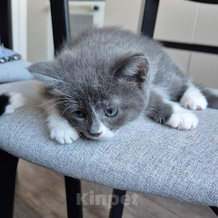 Кошки в Бору: Кошечка малышка ищет хозяина Девочка, 100 руб. - фото 2