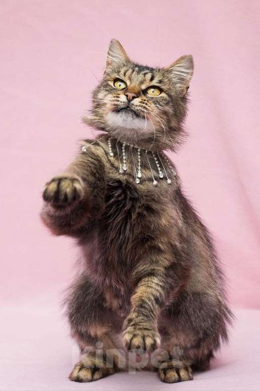 Кошки в Москве: Кошечка Серенада в поисках дома Девочка, Бесплатно - фото 3